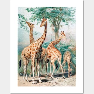 giraffe long neck giraffes Posters and Art